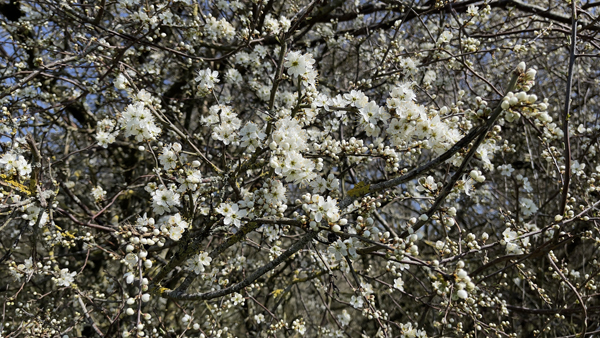 Blackthorn © Aaron Parker